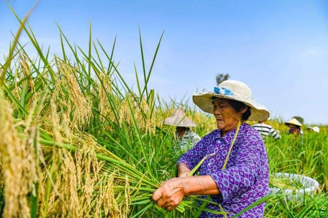 2米“巨型稻”亩产1600斤，袁老“禾下乘凉梦”成真，穗比扫帚长