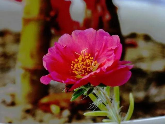 分享图片开花比牡丹还美的松叶牡丹 新闻时间