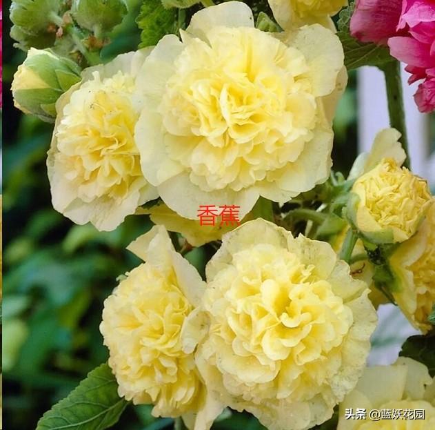 蜀葵