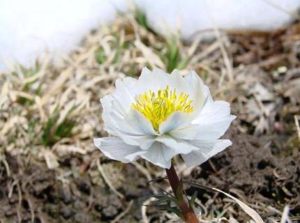 天山雪莲花