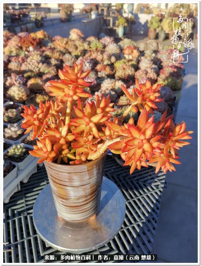 玉蝶铜芯电线价格表4平方,玉蝶铜芯线今日价格