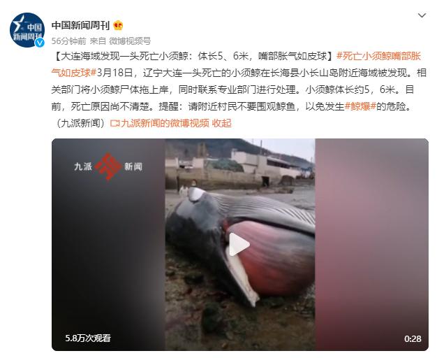 “鲸爆”有多可怕？死亡鲸鱼现身大连，鲸爆正在酝酿，没有龙涎香