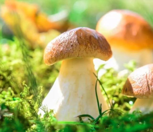 硒是抵抗癌症、提高免疫力的必需元素，吃什么食物能补充？告诉您