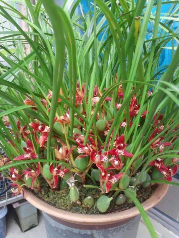 5月花 5月花  5月花开的唯美句子 生活