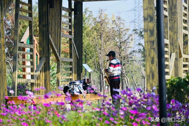 沌口三角湖公園太美啦！喊你來拍照，隨手一拍就是大片