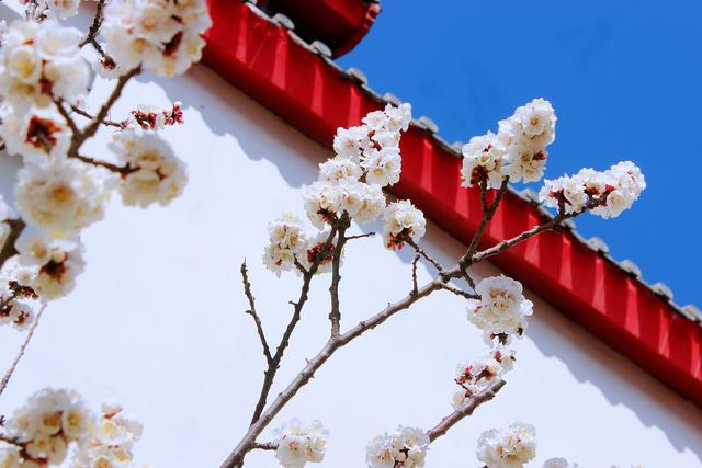 和园的杏花