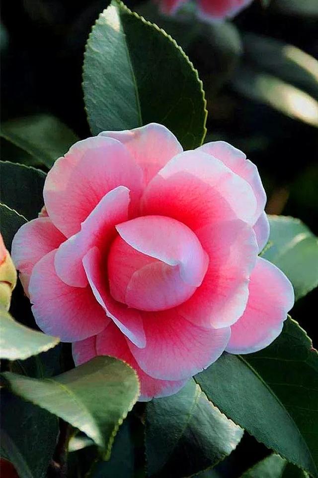 漂亮的花朵