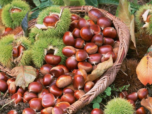 这9种坚果：高维生素、高膳食、高钙、低胆固醇，中老年人要多吃