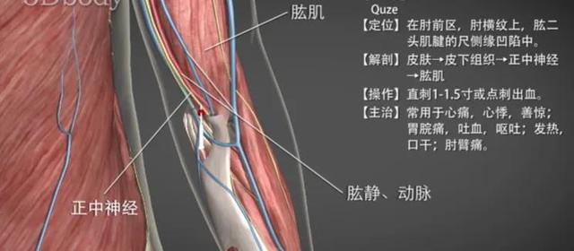 曲泽穴—清热凉血