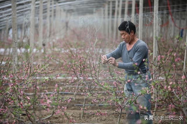 只要一片甲硝唑，桃树长得快，结果多，香甜色泽好，增产又增收13