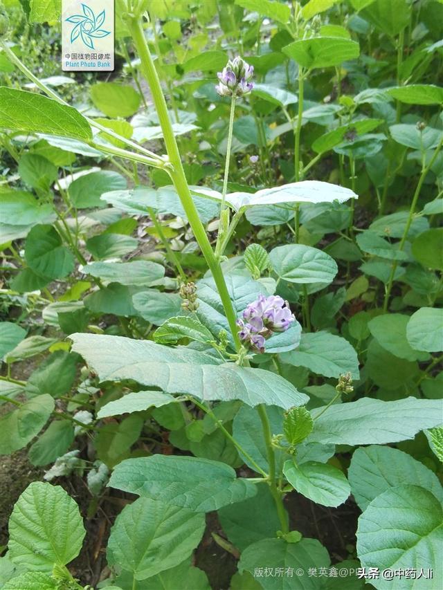 抗癌中草药十七：补骨脂