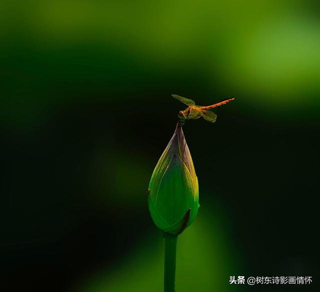 荷花出淤泥而不染