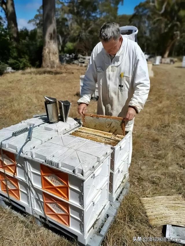 澳大利亚本土蜂蜜品牌Nova Farms参加阿德莱德2022商业移民投资展