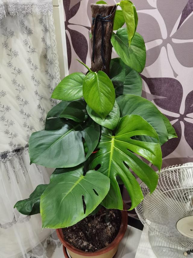 净化空气的植物 净化空气的植物（净化空气的植物室内花） 生活