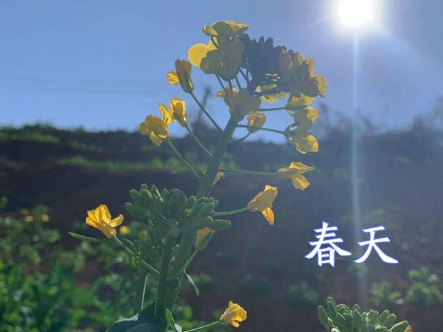 10种含“天然高叶酸”的食材，春天建议中老年人多吃，早吃早受益