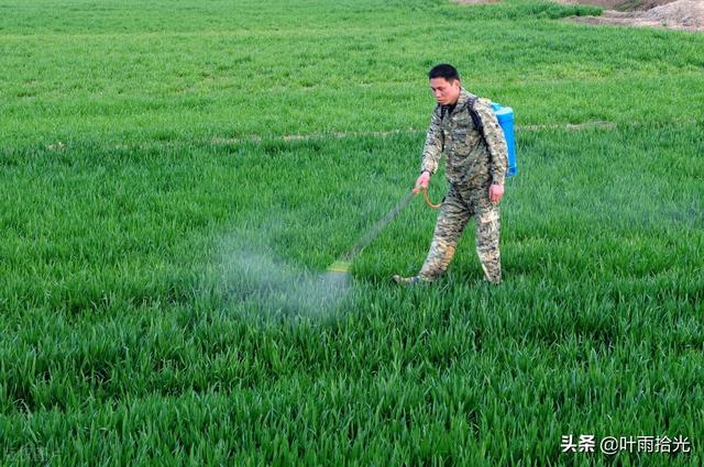 5℃以上就能打除草剂？小麦除草常见的3个误区，别再犯这样的错4