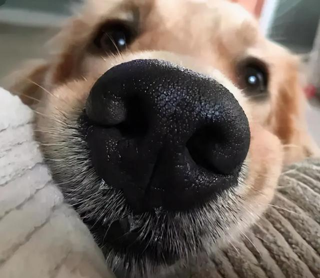 搜救犬多厉害？500平方米1滴血，搜救犬用时87秒就找到