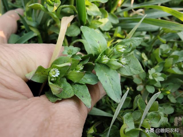 春季麦田除草，四个最安全的新型除草剂品种，除草干净彻底