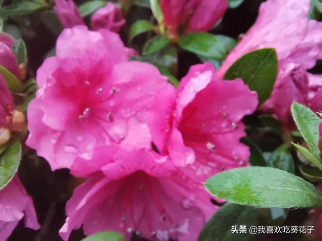 只为杜鹃来开花