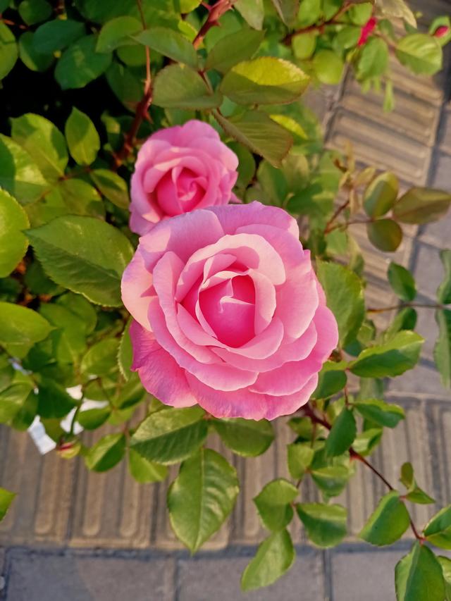 花开时节尽芬芳