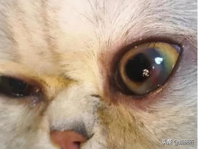 猫咪眼睛流泪睁不开是什么原因(猫眼角肿了个小包外眼角)