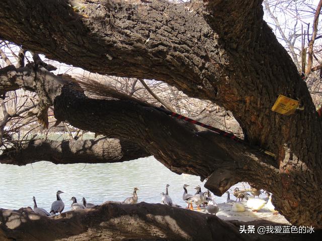 在布達拉宮後面的宗角祿康公園看水鳥能讓您忘記所有的煩惱