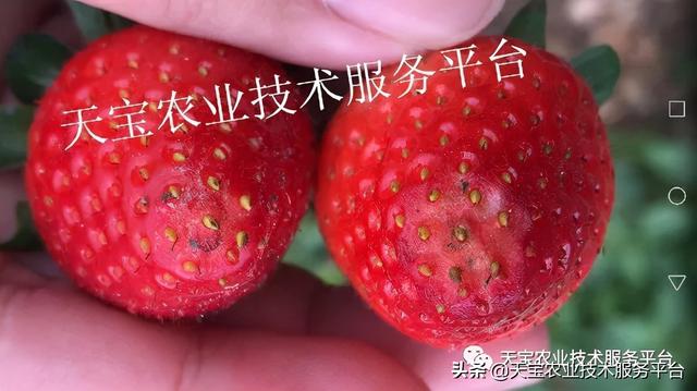 草莓软果、烂果严重怎么办？5