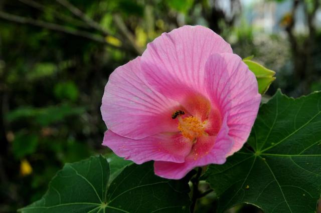 芙蓉花花语