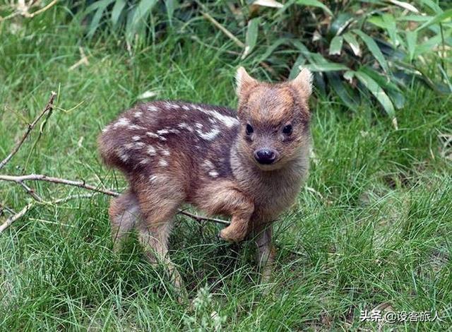 動物名字大全集 100種,小時候最可愛的動物?