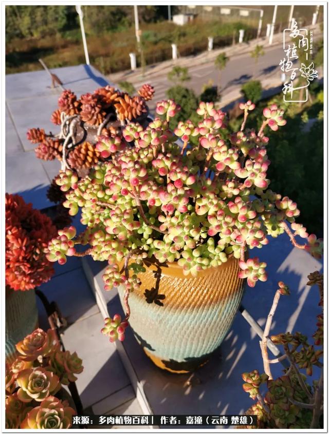 玉蝶铜芯电线价格表4平方,玉蝶铜芯线今日价格