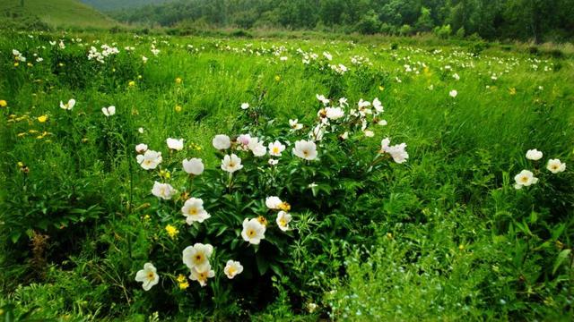 5月花 5月花  5月花开的唯美句子 生活
