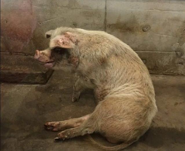 汶川地震被埋36天的猪坚强，救出后由专人饲养，它的一生有多传奇