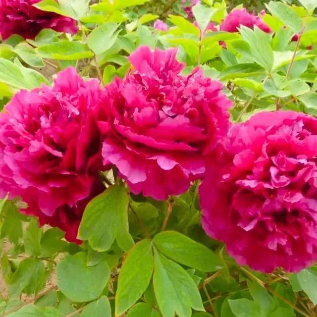 牡丹、芍药大比拼，到底谁最美