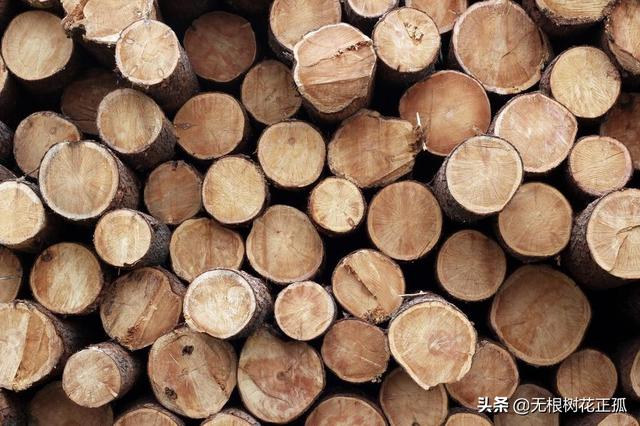 日本在东北藏了多少宝贝？日本老兵说漏嘴：藏在这但没人找得到