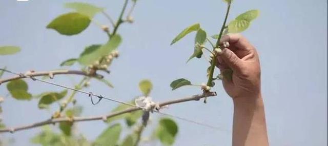 猕猴桃树 猕猴桃树（猕猴桃树苗的种植方法） 生活