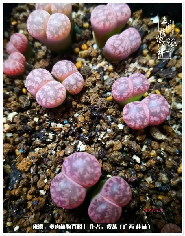 郑州新型泥土洗砂机