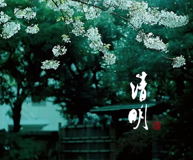 清明时节，如何喝茶养生