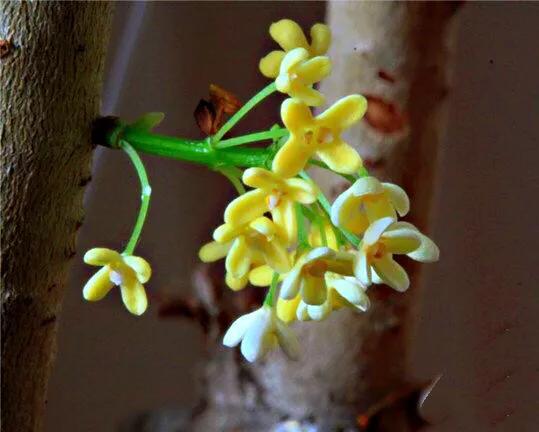 日香桂 日香桂（日香桂花期） 生活