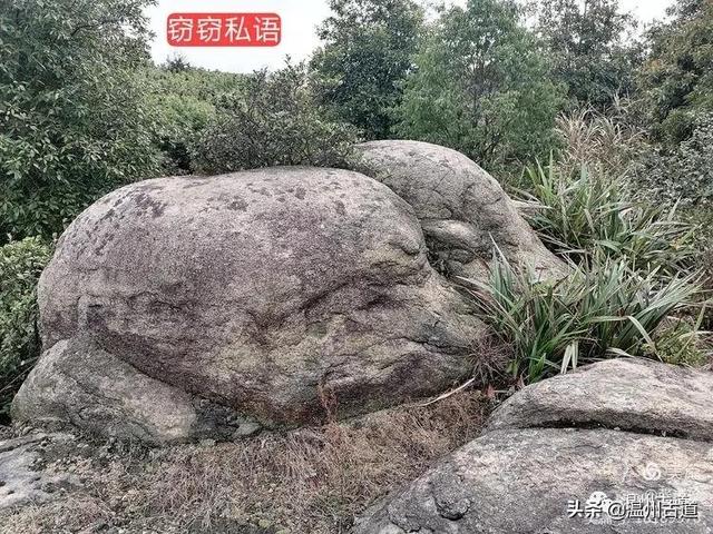 大羅山有處二師兄奇石，惟妙惟肖，你可找到過？