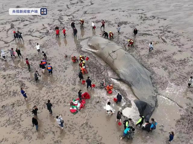 深海世界的鲸鱼为什么会搁浅