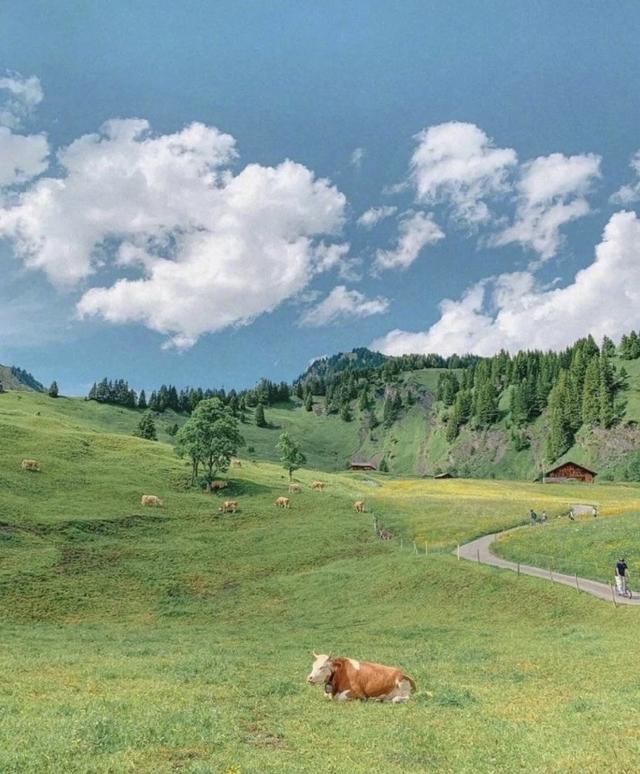 [万福云关键词自动回复]，微信打字出现的小动物有哪些