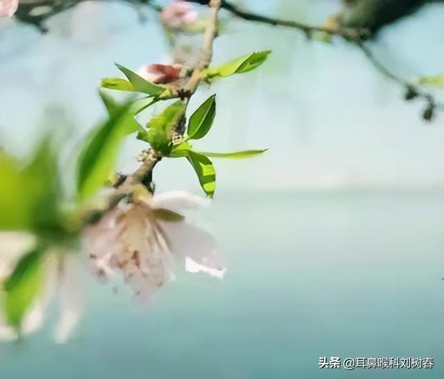 万物生长此时，皆清洁而明净。清明呵护肝气，才能顺应自然