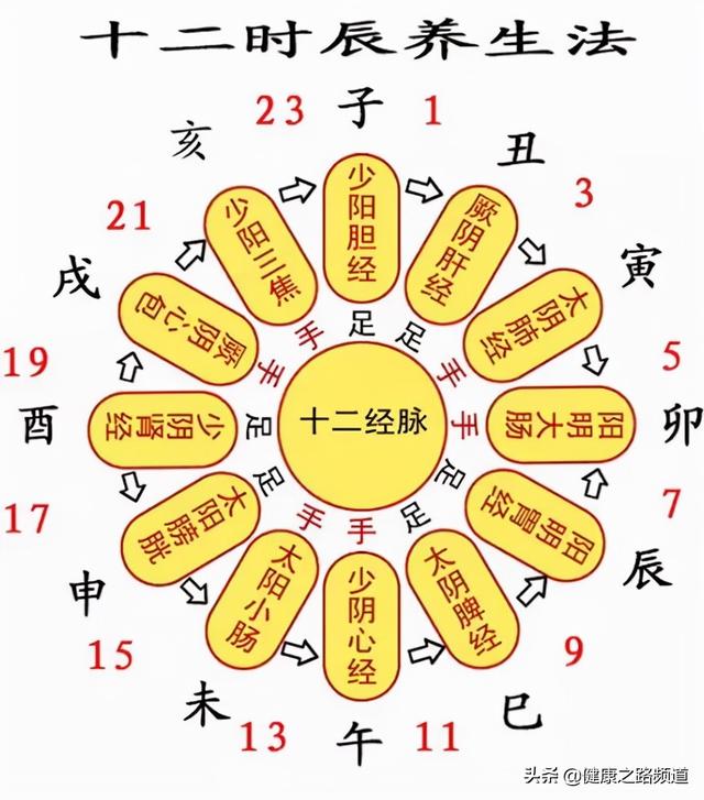 十二时辰对应脏腑图