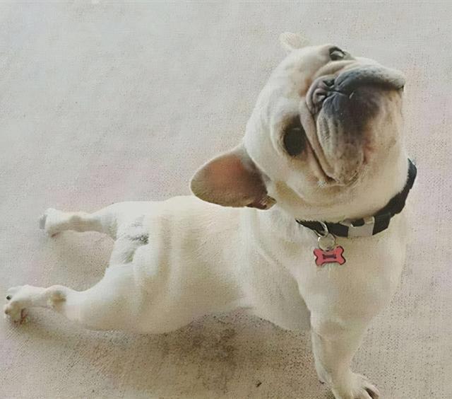 狗狗趴在地上什么意思(狗狗趴在地上的症状)-艾拉养犬