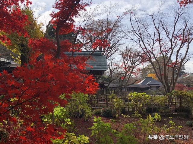 德村志成：落葉殘楓依然美麗，久違北小金本土寺