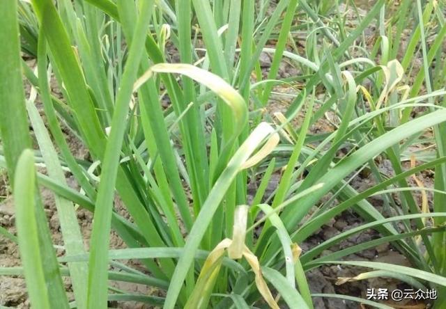 韭菜灰霉病如何防治？选生物农药，或用嘧霉胺等化学药剂防治