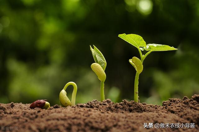 如何正确认识、正确挑选与正确使用芸苔素内酯？注意这几点5