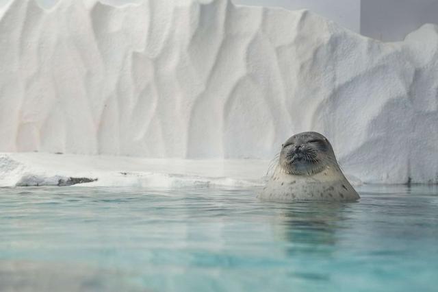 气候变化如何影响世界海洋健康的发展「气候变化对生物的影响」