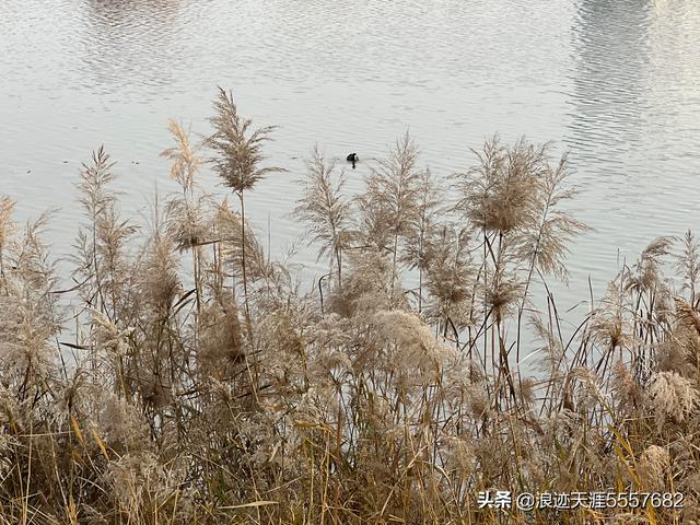 冬日秋韻龍子湖