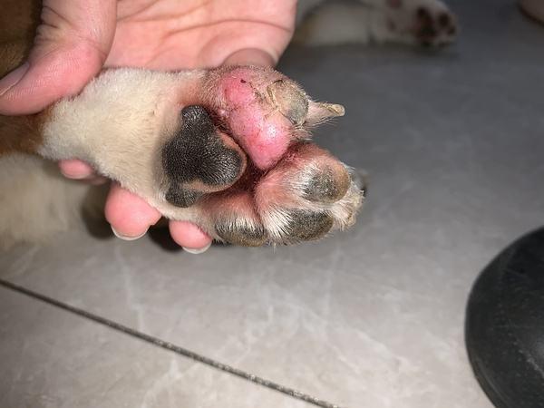 狗狗趾间炎长了脓包破了怎么办(趾间炎脓包怎么消除)-艾拉养犬